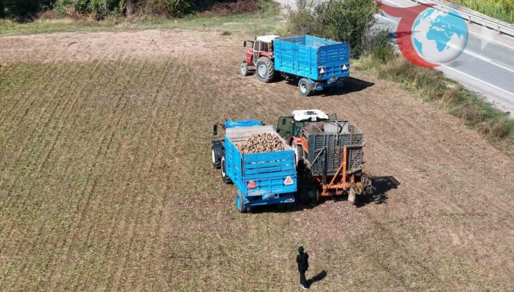 Erzincan’da Şeker Pancarı Hasadı ve Üreticilerin Fiyat Beklentileri