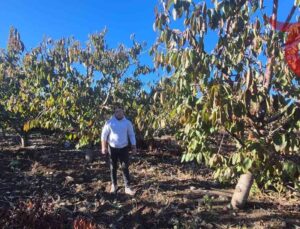 Eskişehir’de Don Felaketine Karşı Çiftçilere Devletten Destek