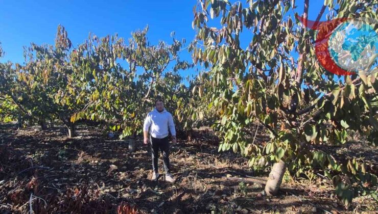 Eskişehir’de Don Felaketine Karşı Çiftçilere Devletten Destek
