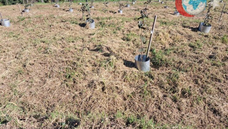 Fındık Üretiminde Kalite ve Verimlilikte Yeni Dönem: Çakıldak Fındık Klon Seleksiyonu Projesi