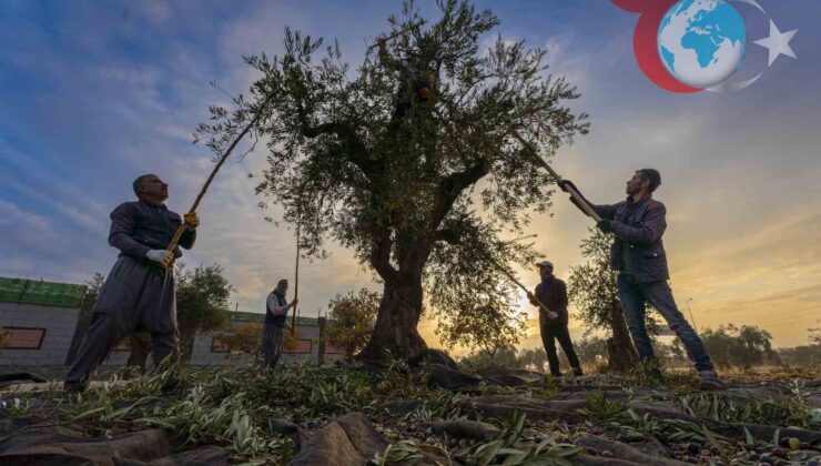 Gaziantep’te Zeytin Hasadı Başladı: Bölgenin Ekonomik Can Damarı