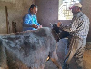 Güroymak’ta Hayvan Sağlığı İçin Adımlar: Şap Aşısı Seferberliği Sürüyor