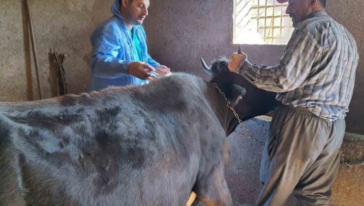 Güroymak’ta Hayvan Sağlığı İçin Adımlar: Şap Aşısı Seferberliği Sürüyor