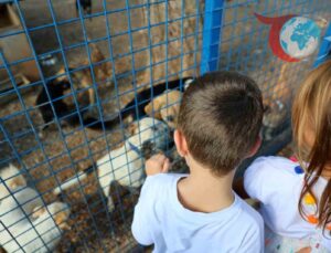Hayvan Dostlarına Şefkatli Eller: Bodrum Belediyesi’nin Örnek Çalışmaları