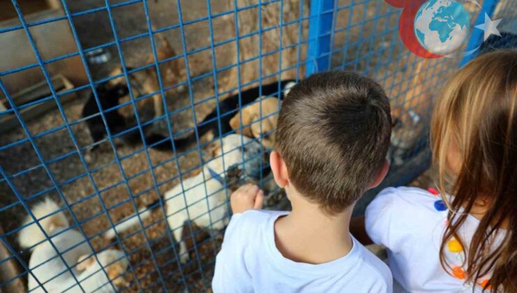 Hayvan Dostlarına Şefkatli Eller: Bodrum Belediyesi’nin Örnek Çalışmaları