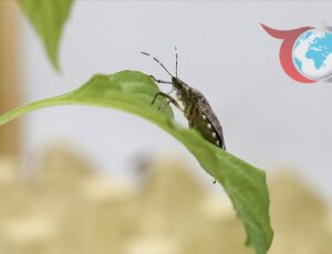 Kahverengi Kokarcaya Karşı Etkin Mücadelede Son Aşama