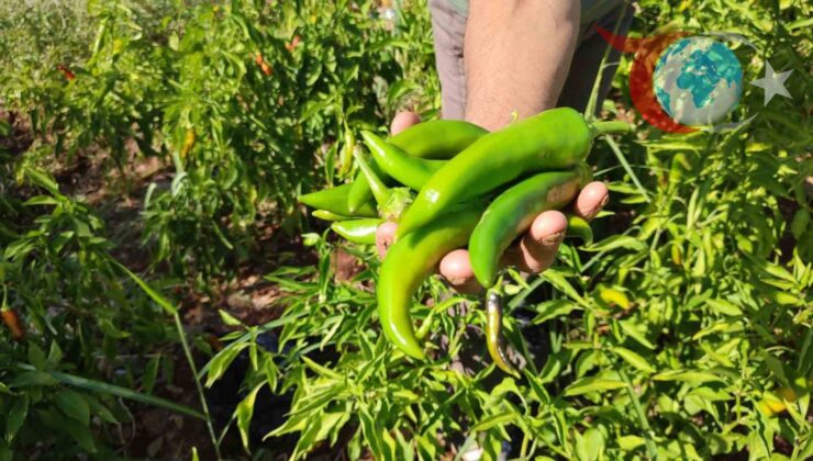 Kayaca Biberi Hasadı Denizli’de Sona Erdi: Organik ve Acı Tutkunlarının Vazgeçilmezi