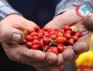 Kış Aylarının Vazgeçilmezi: Kuşburnu Pazarlarda Yerini Aldı