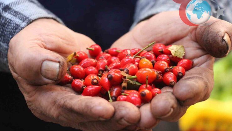 Kış Aylarının Vazgeçilmezi: Kuşburnu Pazarlarda Yerini Aldı