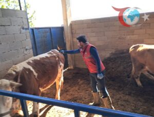 Köşk İlçesinde Şap Hastalığına Karşı Aşı Seferberliği Sürüyor