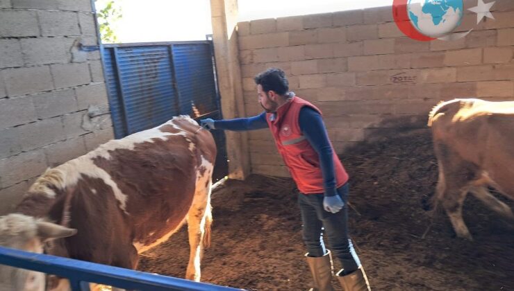 Köşk İlçesinde Şap Hastalığına Karşı Aşı Seferberliği Sürüyor