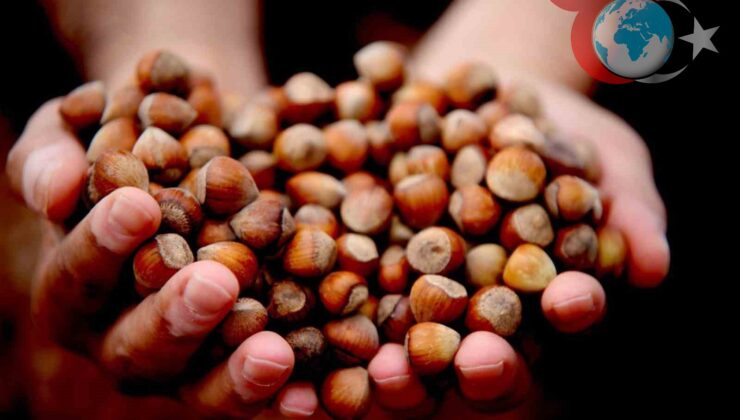 Kuraklık ve Don Fındık Üreticisini Zorladı: İhracatta 9 Ayda 15 Bin Tonu Aştı