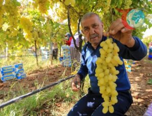 Manisa’da Üzüm Üreticileri Zor Durumda: Yaş Üzüm Fiyatları Dibe Vurdu