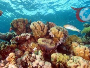 Mercan Resiflerinin Geleceği İklim Değişikliğine Bağlı