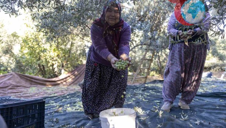 Mersin Büyükşehir Belediyesinin Zeytin Fidanı Desteği Meyvelerini Vermeye Başladı