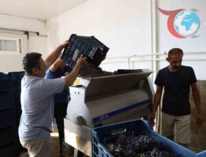 Muğla’nın Bağcılık Mirası Modern Üretimle Geleceğe Taşınıyor