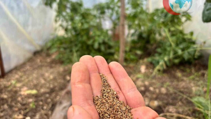 Organik Tarımın Gönüllü Kahramanı Fatih Çolak’ın Ata Tohumu Devrimi