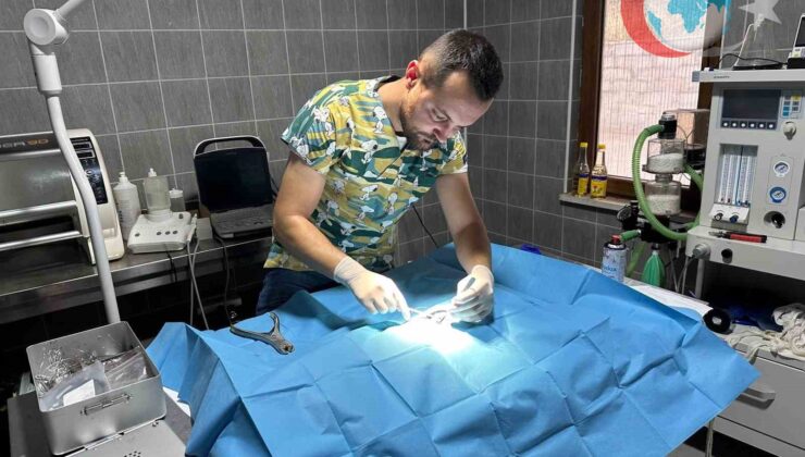 Osmaneli’de Duyarlı Vatandaşların İhbarıyla Kurtarılan Kedi Sağlığına Kavuştu