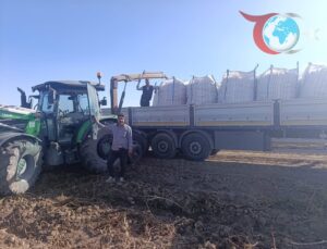 Patnos’ta Patates Hasadı: Bereketli Sezonun İlk Görüntüleri