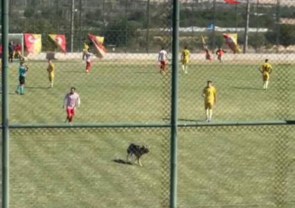 Sahaya Giren Köpek Maçı Durdurdu: Keçiborlu Belediyespor-1922 Akşehirspor Maçında İlginç Anlar