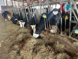 Şap ve Üç Gün Hastalığı Et Fiyatlarını Nasıl Etkiliyor?