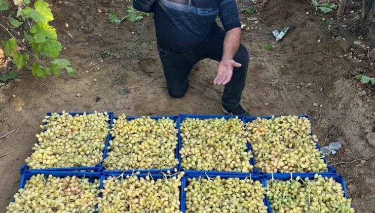 Sarıgöl’de Üzüm Hasadı Kışa Rağmen Devam Ediyor