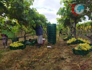 Sarıgöl’de Üzüm Hasadı Yağmura Rağmen Hız Kesmeden Devam Ediyor