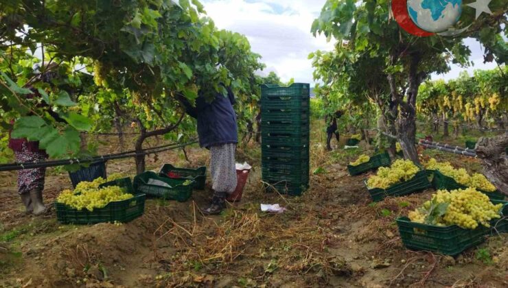 Sarıgöl’de Üzüm Hasadı Yağmura Rağmen Hız Kesmeden Devam Ediyor