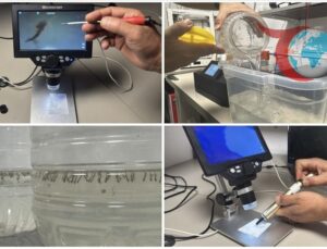 Ses Dalgalarıyla Sivrisinek Sorununa Ekolojik Çözüm