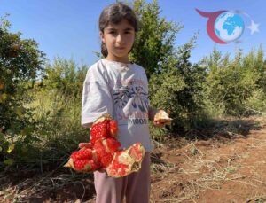 Suruç Narının Coğrafi İşaretle Taçlanan Hasat Dönemi Başladı