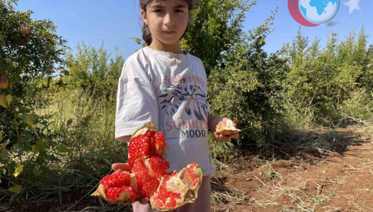 Suruç Narının Coğrafi İşaretle Taçlanan Hasat Dönemi Başladı