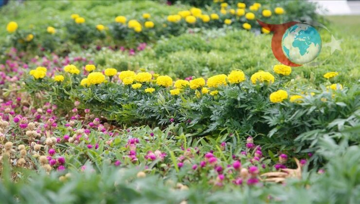 SÜSBİR ile Türkiye’nin Süs Bitkileri İhracatındaki Atılımı