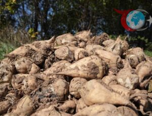 Tarım ve Orman Bakanlığı: Pancarda Üretim Kısıtlaması Gündemde Değil