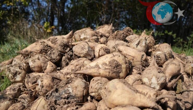 Tarım ve Orman Bakanlığı: Pancarda Üretim Kısıtlaması Gündemde Değil