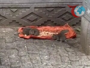 Tekirdağ Hayrabolu’da Sokakları İstila Eden Fareler Tedirginlik Yaratıyor