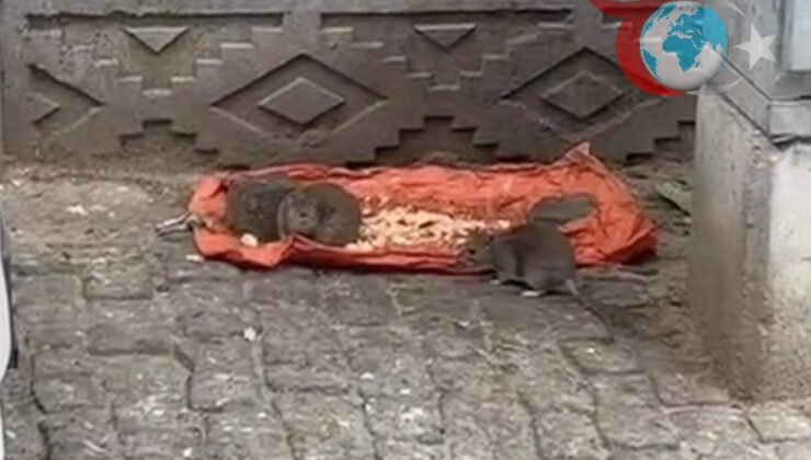 Tekirdağ Hayrabolu’da Sokakları İstila Eden Fareler Tedirginlik Yaratıyor