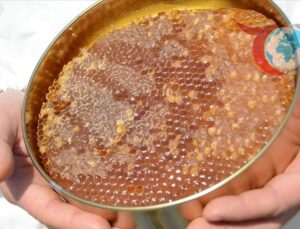 Türk Balı İhracatında Yükseliş: 46 Ülkede Alıcı Buldu