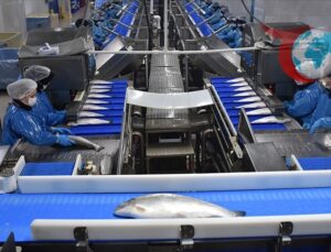 Türk Somonu İhracatında Rekor Artış: İlk 9 Ayda 368 Milyon Dolar Gelir