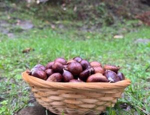 Türkeli’de Sonbaharın Habercisi: Kestane Sezonu Başladı