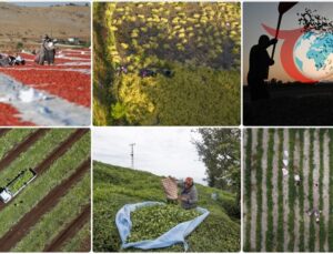 Türkiye’de Genel Tarım Sayımı: Çiftçiler Bilgilerini Sunmakla Yükümlü