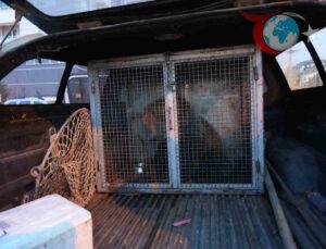 Yavru Ayılar Koruma Altına Alındı: Doğal Yaşamı Nasıl Etkiliyor?