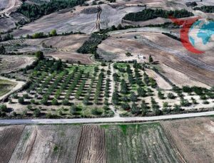 71 Yaşındaki Çiftçi, Çorak Araziyi Keçiboynuzu ile Yeşertti