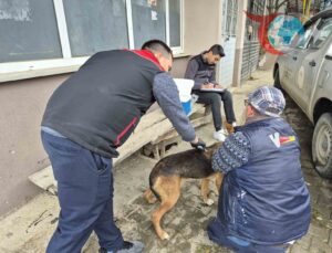 Akçakoca’da Kedi ve Köpeklere Mikroçip Takma Seferberliği Sürüyor