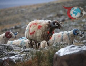 Arpaçay’da Renkli Koç Katım Geleneği Devam Ediyor