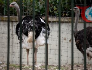 Avrupa Kuş Gribi Tehdidiyle Sarsılıyor: Küresel Alarm Durumu
