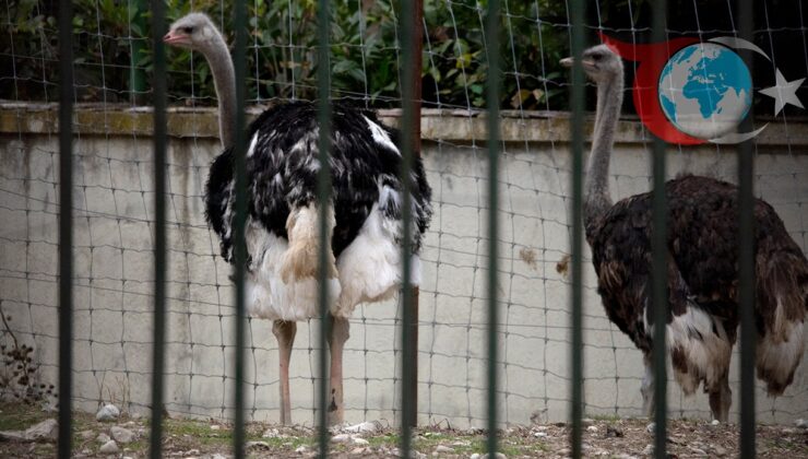 Avrupa Kuş Gribi Tehdidiyle Sarsılıyor: Küresel Alarm Durumu