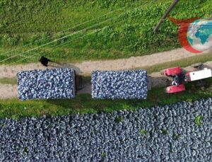 Bafra Ovası’nda Kırmızı Lahana Hasadı ve Piyasa Durumu