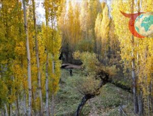 Bitlis’te Sonbahar Masalı: Doğa Renk Cümbüşüne Büründü