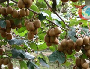 Çarşamba’da Kivi Hasadı: Rekor Üretim ve Yükselen Fiyatlar