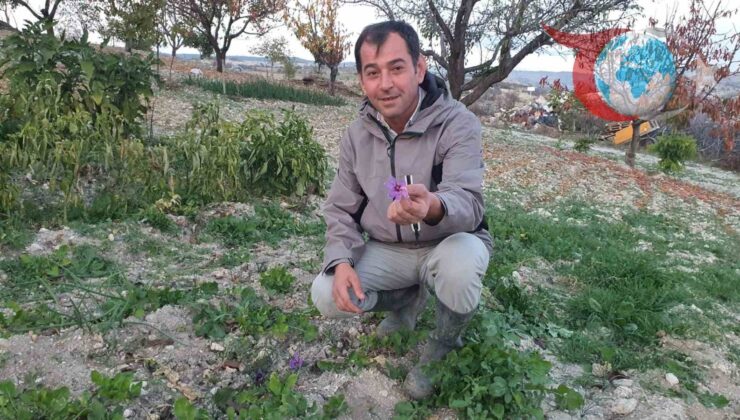 Demirci’de Tarihi Başarı: Çiftçi Safran Yetiştirdi